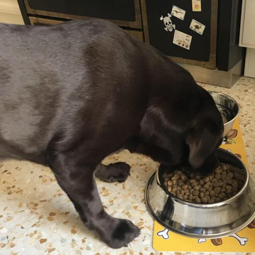 Labrador Chocolate che mangia crocchette DOG BAUER